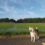 ペット供養とは？大切な家族を偲ぶ新しいカタチ