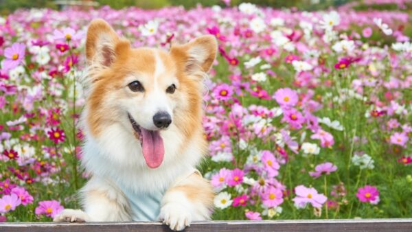 秋を迎えるペット供養 　お彼岸前に考えておきたいこと