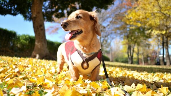 ペットの命日に寄せて──季節が教えてくれる“めぐり”の意味