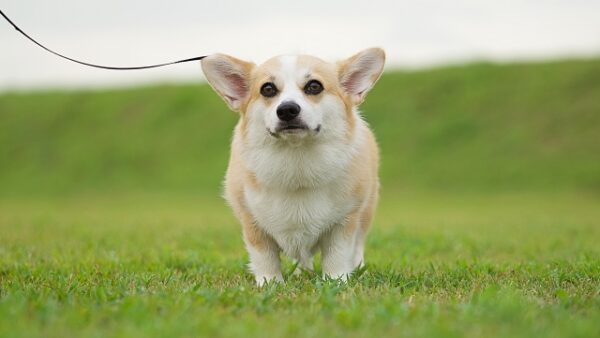 冬の季節に考える、ペット供養と向き合う時間