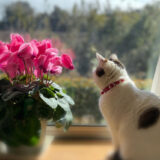 三寒四温の空の下で。あの子と迎える「春の準備」と心の調律