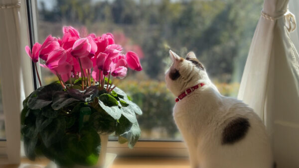 三寒四温の空の下で。あの子と迎える「春の準備」と心の調律