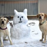 冬の季節に考える、ペット供養と向き合う時間