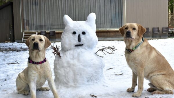 冬の季節に考える、ペット供養と向き合う時間