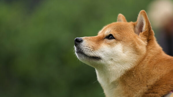 春のお彼岸に学ぶ、ペット供養の深い意味〜「四十九日」と「百箇日」の節目を越えて、あの子へ届ける感謝の光〜