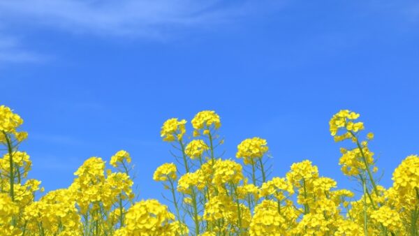 春のお彼岸に贈る、あの子への感謝と手向けの花