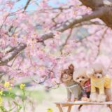 桜の舞う青山で、愛しいあの子へ贈る「春の便り」― お寺で寄り添う、ペット供養という選択 ―