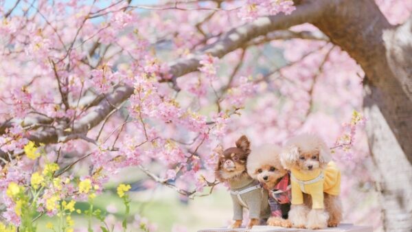 桜の舞う青山で、愛しいあの子へ贈る「春の便り」― お寺で寄り添う、ペット供養という選択 ―