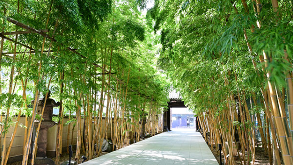 都会の喧騒を忘れ、緑に眠る。青山・梅窓院で叶える「家族」としてのペット供養