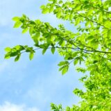 新緑の季節に考えるペット供養 ― ペット霊園でのお墓参りと心の整え方