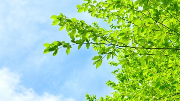 新緑の季節に考えるペット供養 ― ペット霊園でのお墓参りと心の整え方