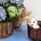 紫陽花の季節に想う ― 大切なあの子に、これからも会いに行ける場所