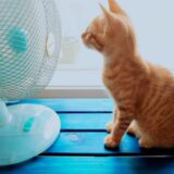 お盆の中日に想う ― 大切なペットに「ありがとう」を伝える、夏の供養