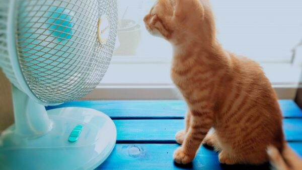 お盆の中日に想う ― 大切なペットに「ありがとう」を伝える、夏の供養
