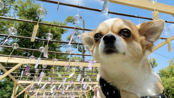 お盆に想いを寄せる ― 大切なペットとの絆を感じる夏の供養時間